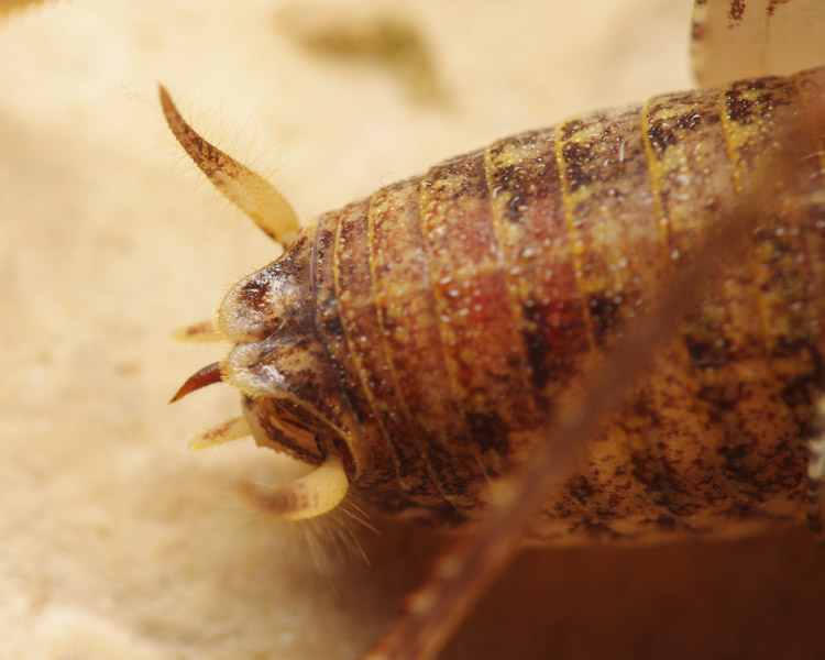 Troglophilus, Rhaphidophoridae, Bosnia-Erzegovina, 05.2011